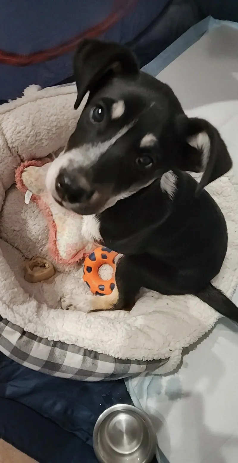 Cooper thumbnail 2