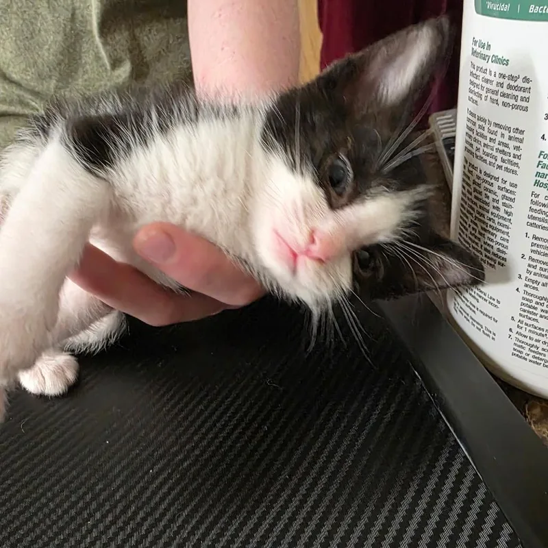 A baby small-sized male Black Domestic Short Hair cat named Lumpy for adoption in Eureka Springs, AR