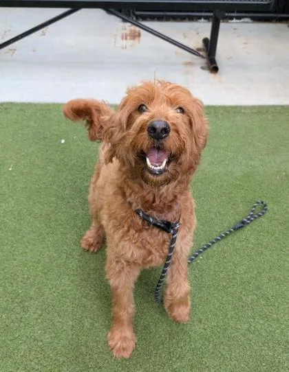 A senior large-sized male Mixed Breed dog named Butter for adoption in Bellevue, WA