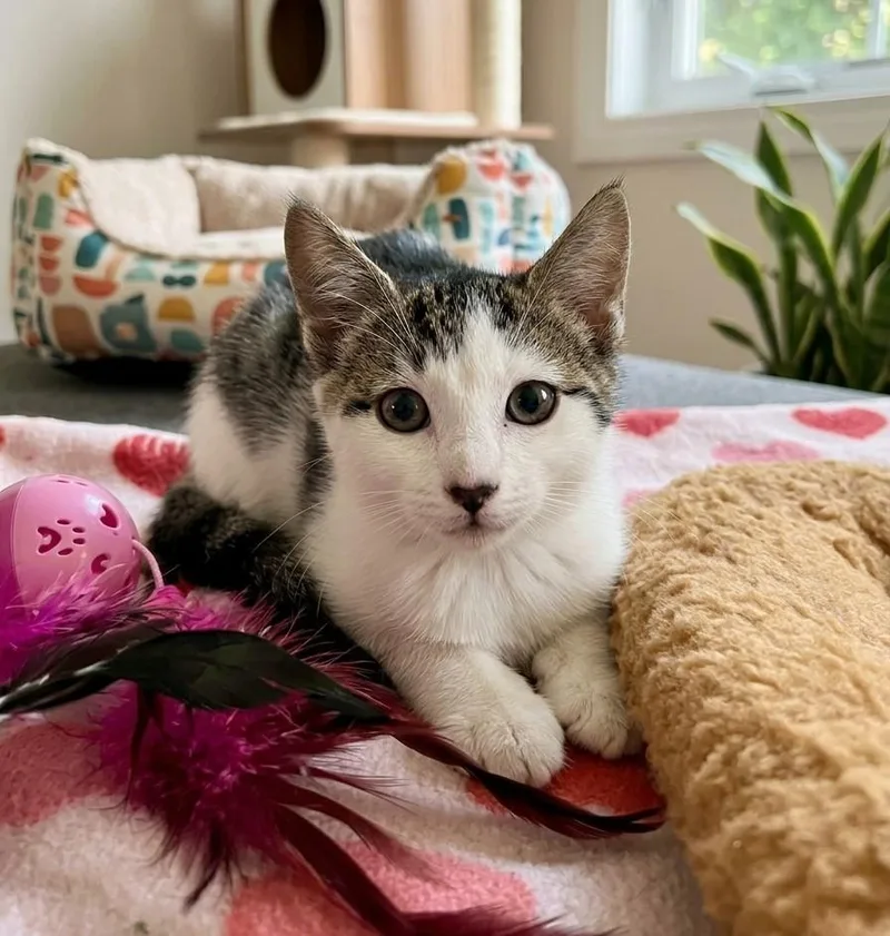 A baby medium-sized female White Domestic Short Hair cat named Tia for adoption in Boca Raton, FL