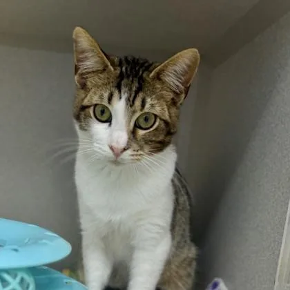 A baby small-sized male Brown / Chocolate Domestic Short Hair cat named Tucker for adoption in Atlanta, GA