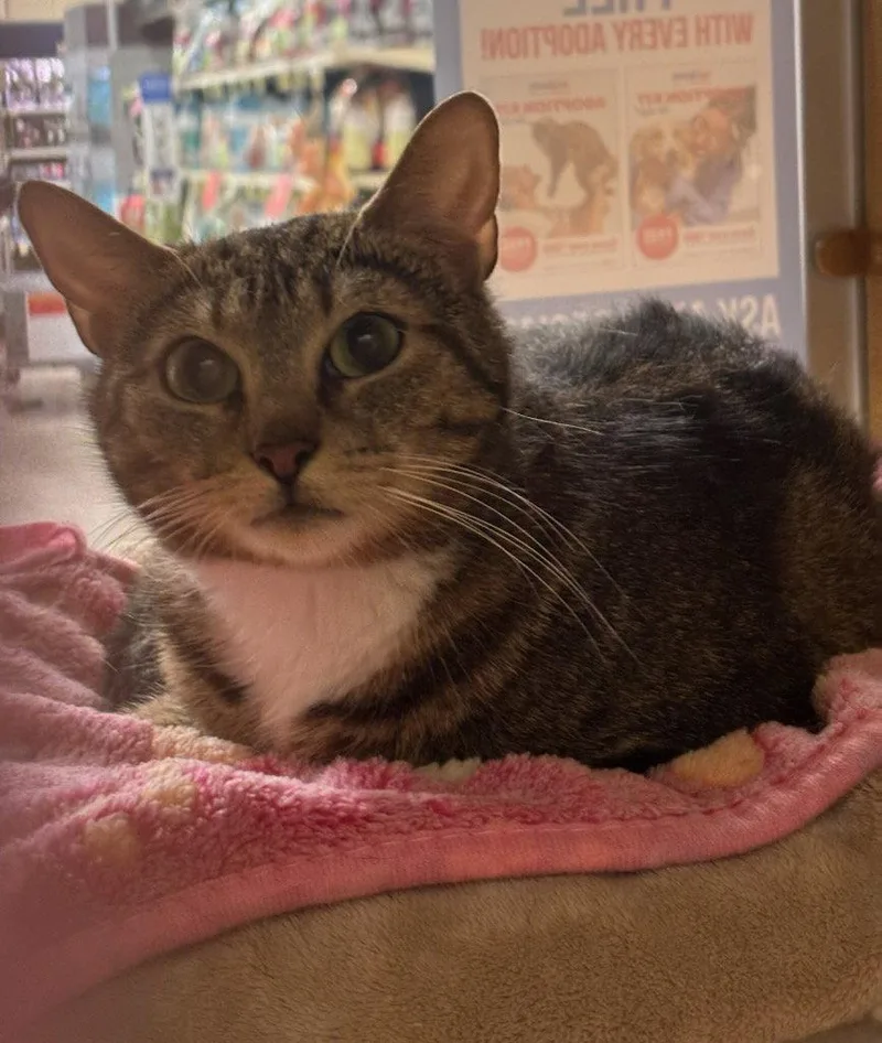 A young medium-sized female Domestic Short Hair cat named Norma Jean for adoption in Greenville, DE