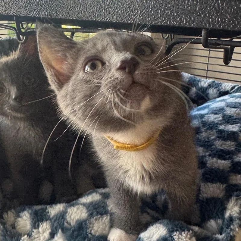 A baby small-sized female Gray / Blue / Silver Domestic Short Hair cat named P.B. Cup for adoption in Buellton, CA