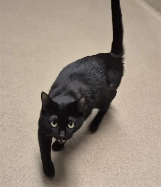 A young medium-sized female Domestic Short Hair cat named Pepper for adoption in Decatur, IL