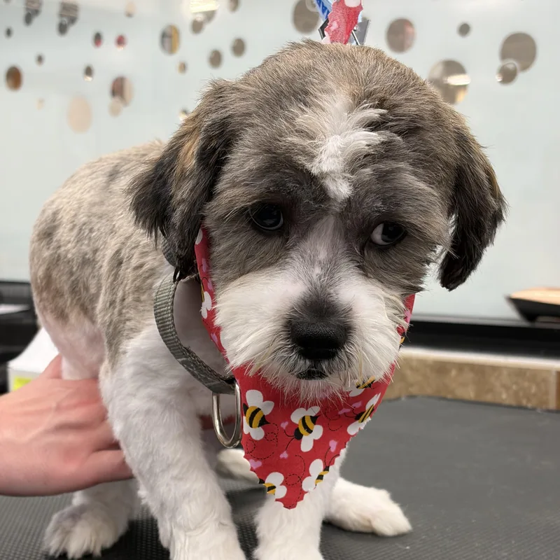 A young small-sized male White / Cream Shih Tzu dog named Cinnamon Donut Local for adoption in Andover, MA