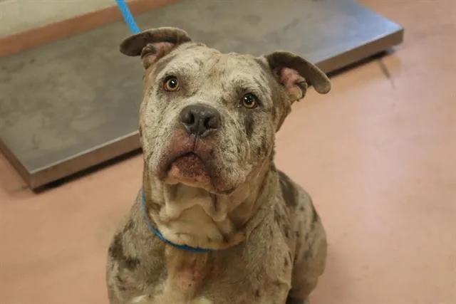 An adult large-sized male Mixed Breed dog named Queso for adoption in Columbia, SC