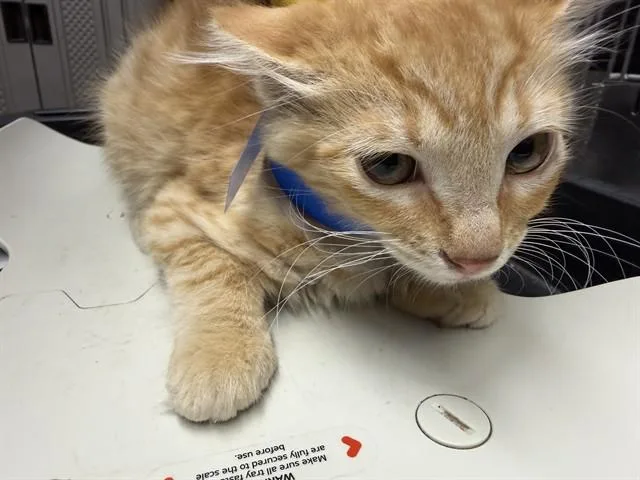 A baby medium-sized female Domestic Medium Hair cat named Cheeto for adoption in Camarillo, CA