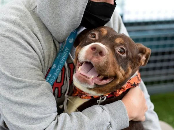 An adult medium-sized female Mixed Breed dog named Lemon Ginger for adoption in Ridgewood, NY