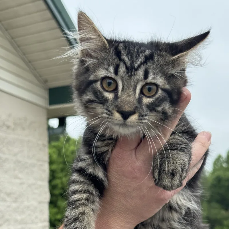 A baby small-sized male Gray / Blue / Silver Domestic Medium Hair cat named Mark for adoption in New York, NY