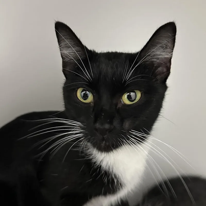 An adult medium-sized female Black Domestic Short Hair cat named Gnocchi for adoption in Tacoma, WA
