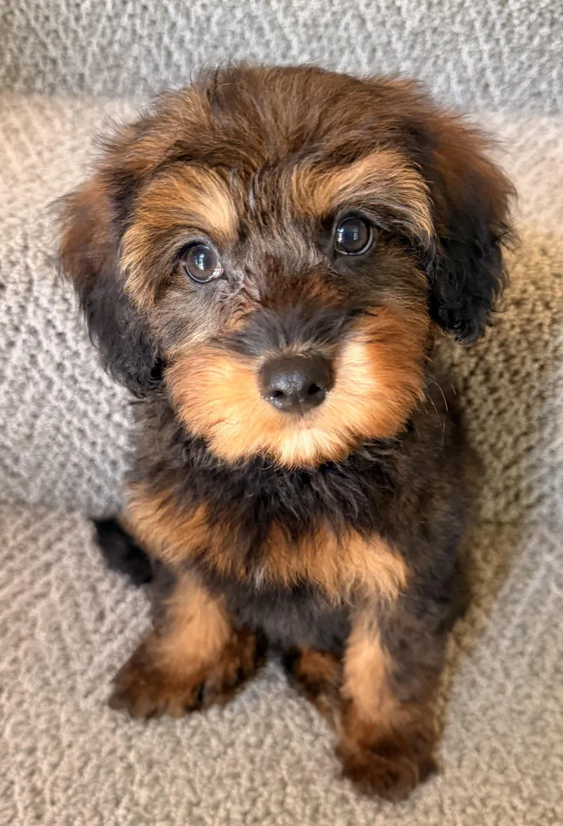A baby small-sized male Pomeranian dog named Chester for adoption in Overland Park, KS