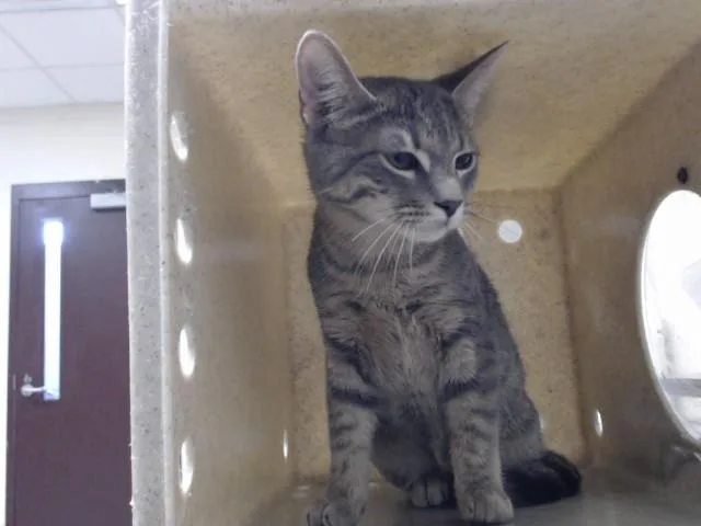A young large-sized male Domestic Short Hair cat named Frankie for adoption in Fayetteville, NC