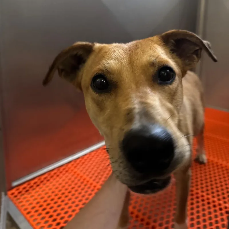 An adult large-sized female Yellow / Tan / Blond / Fawn Labrador Retriever dog named Bug for adoption in Reno, NV