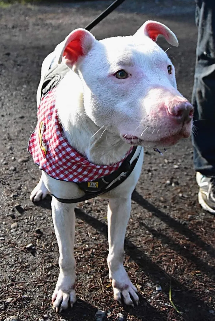 An adult medium-sized male White / Cream Bull Terrier dog named Casper for adoption in Tomball, TX