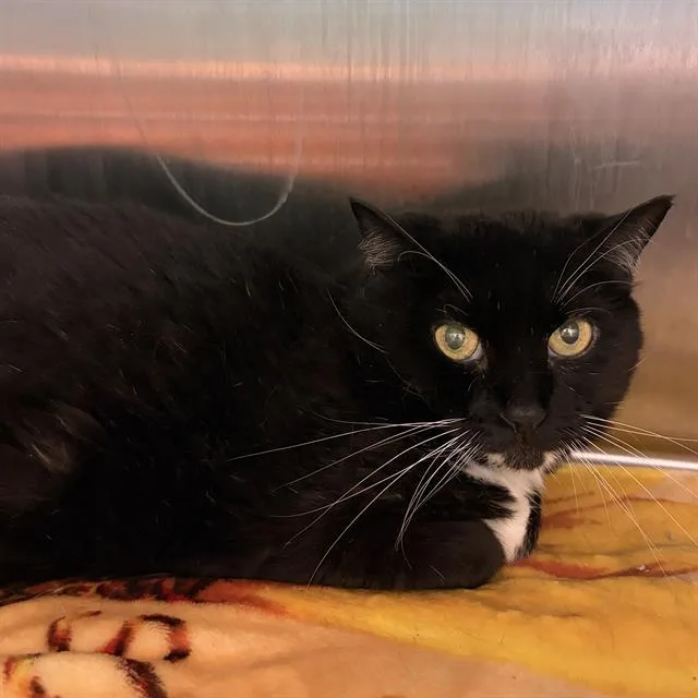 An adult small-sized female Domestic Short Hair cat named Summer for adoption in Methuen, MA