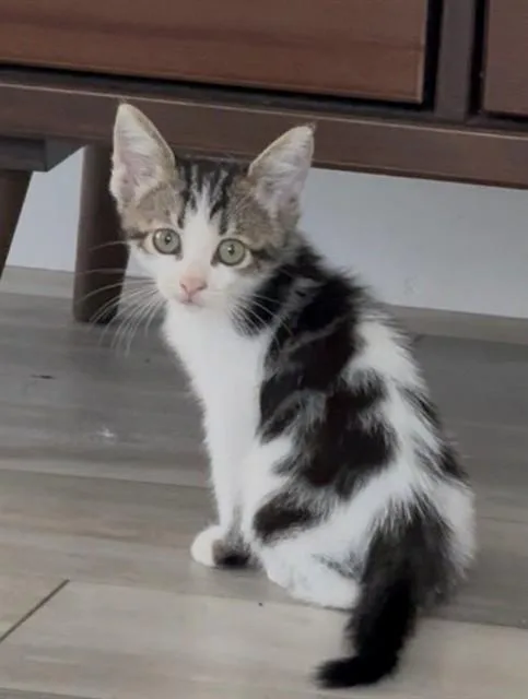 A baby small-sized female Domestic Short Hair cat named Scottie for adoption in Naples, FL