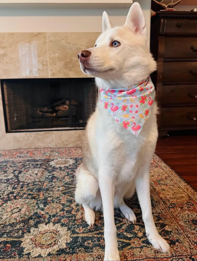 Ace Of Melted Hearts thumbnail 3