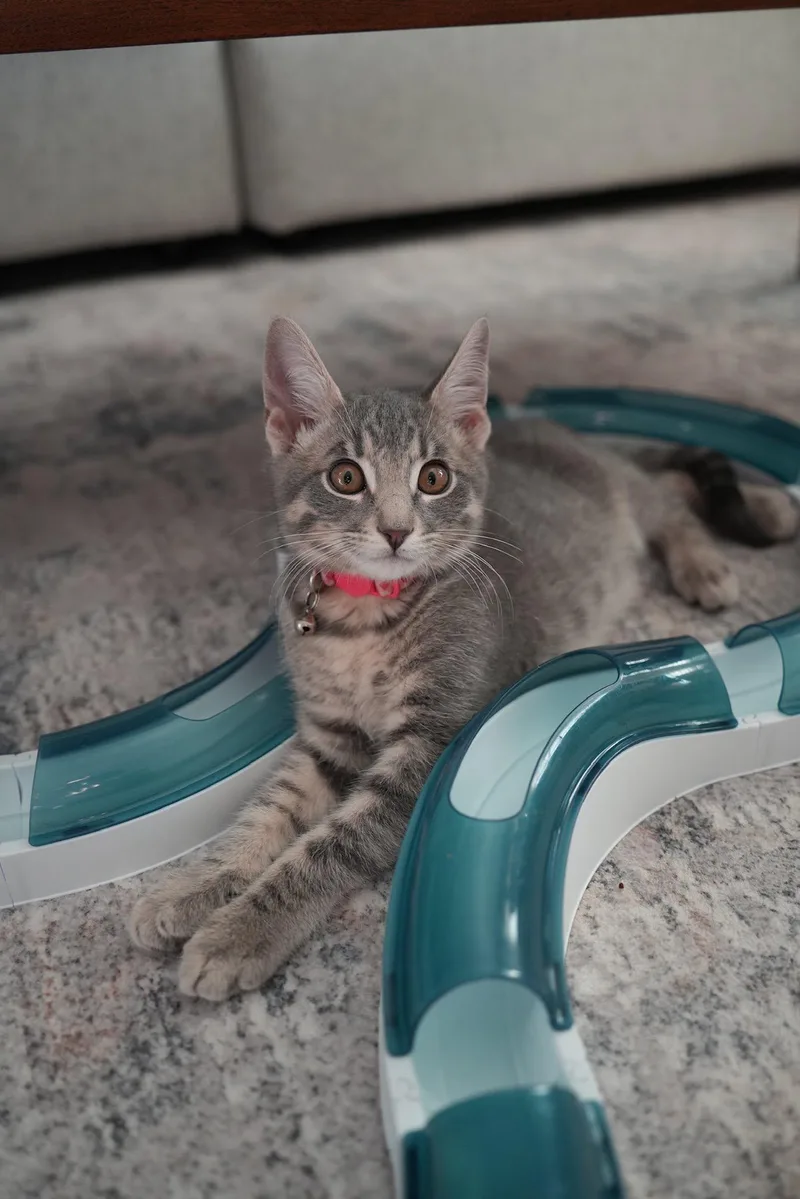 A young medium-sized male Gray & White Domestic Short Hair cat named Moose for adoption in Frisco, TX