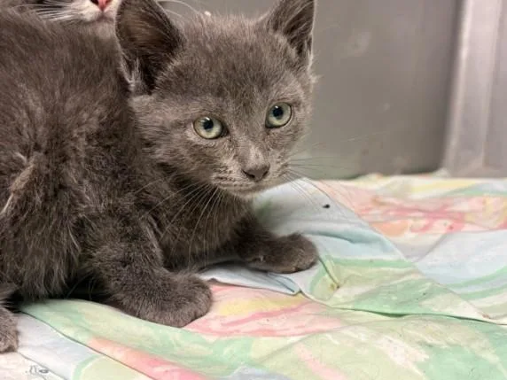 A baby small-sized female Domestic Short Hair cat named Dusty for adoption in Chatsworth, CA