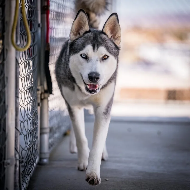 A young medium-sized male Husky dog named Zeus for adoption in Twentynine Palms, CA