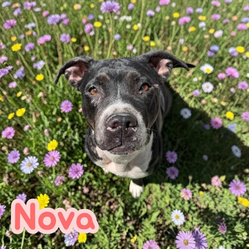An adult medium-sized female Pit Bull Terrier dog named Nova for adoption in Camden, TN