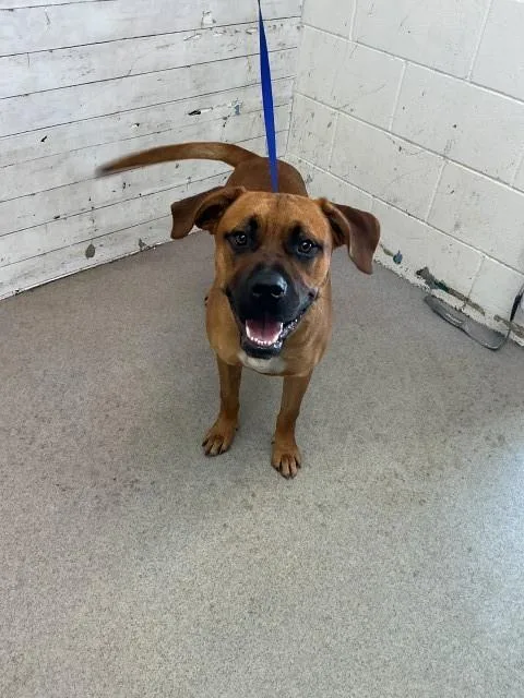 A young large-sized male Pit Bull Terrier dog named Peanut for adoption in San Bernardino, CA