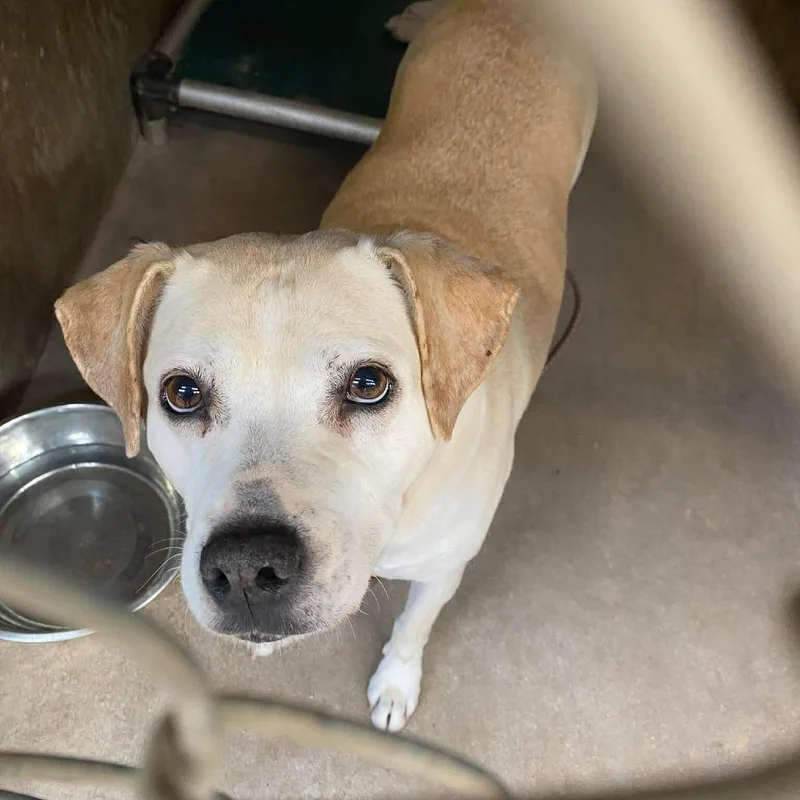 A senior large-sized female White / Cream Yellow Labrador Retriever dog named Bailey Denise Puff for adoption in Austin, TX