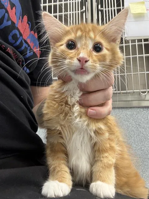A baby small-sized male Domestic Short Hair cat named Sporty Spice for adoption in Indianapolis, IN