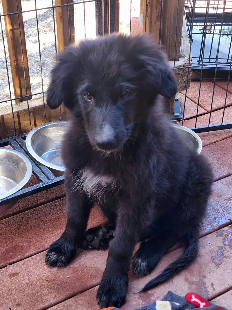 A baby large-sized female Border Collie dog named Mindy for adoption in Rancho Cucamonga, CA