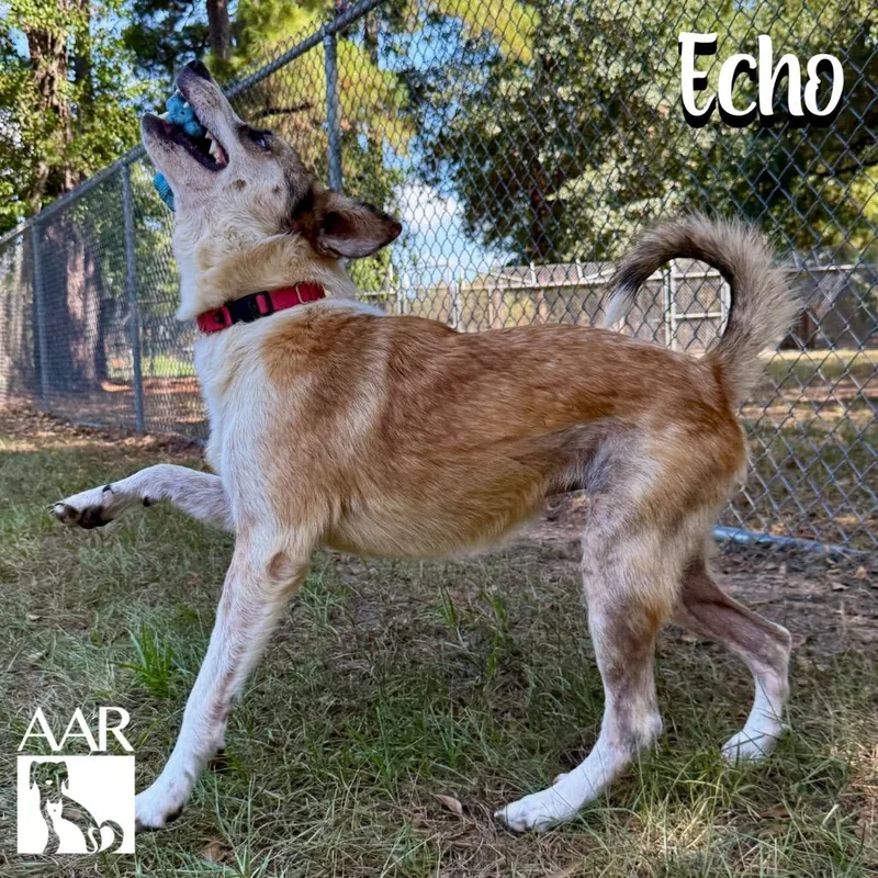Echo