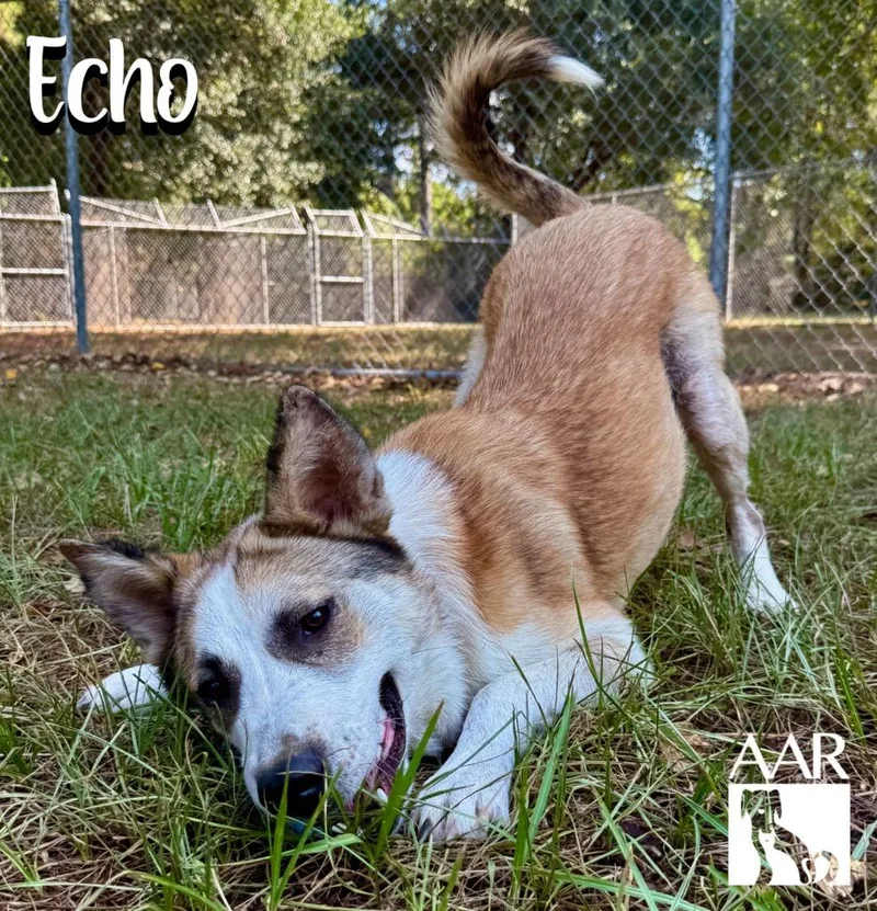 Echo thumbnail 2