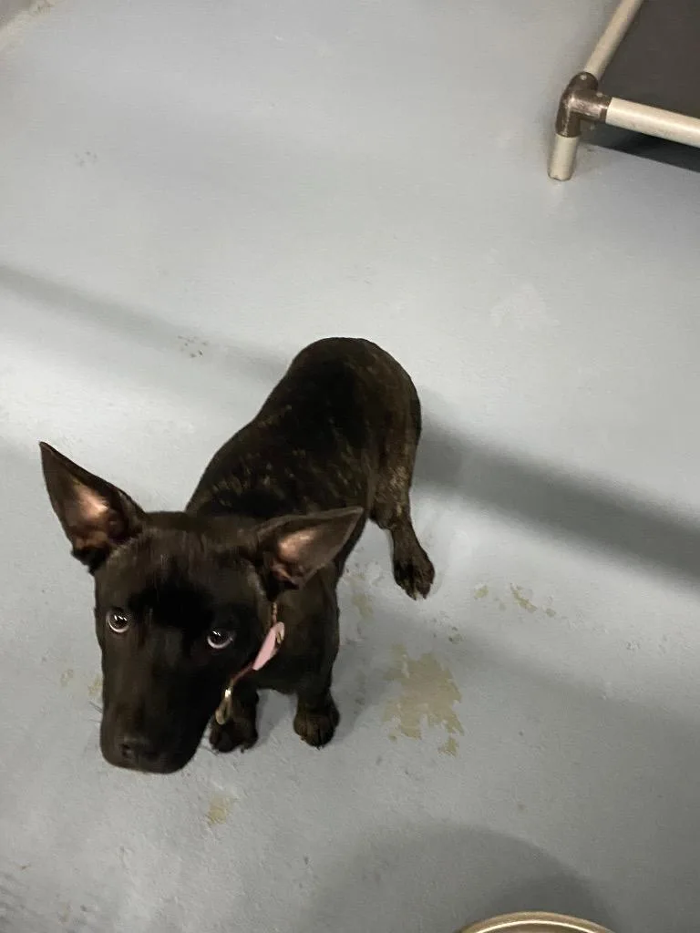 A baby medium-sized female Mixed Breed dog named Sweetpea for adoption in Cartersville , GA