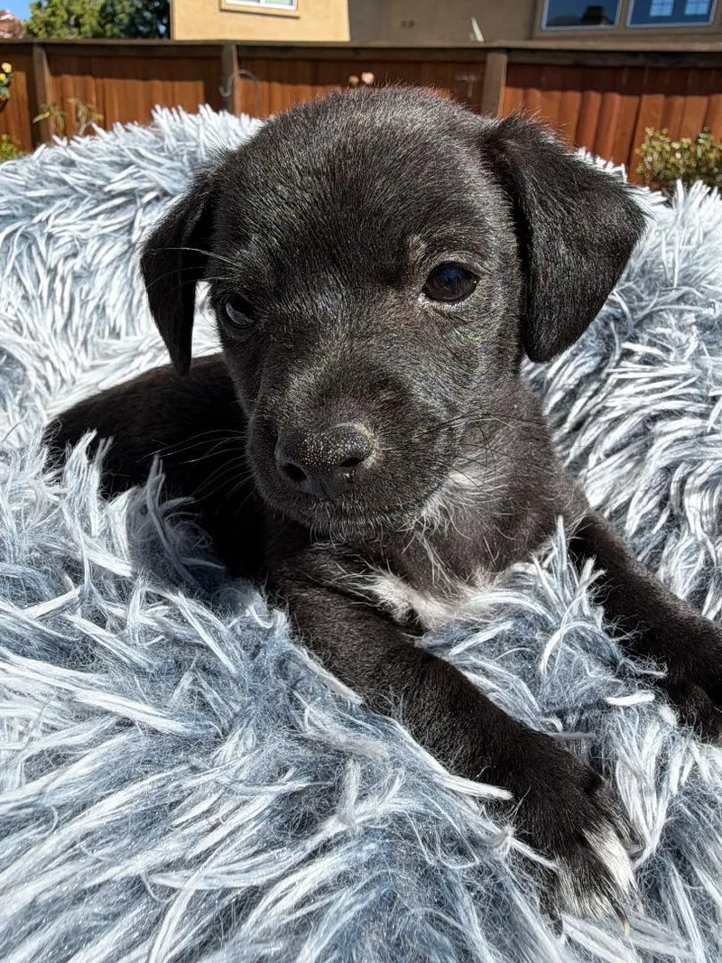 A baby small-sized male Chihuahua dog named Scout Mica Litter for adoption in Los Angeles, CA