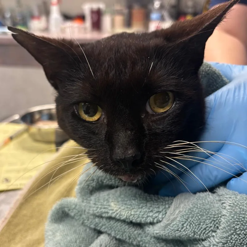 An adult large-sized male Black Domestic Short Hair cat named Davy Jones for adoption in Newark, NJ