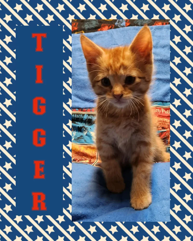 A baby medium-sized male Tabby (Orange / Red) Tabby cat named Tigger for adoption in Pasco, WA