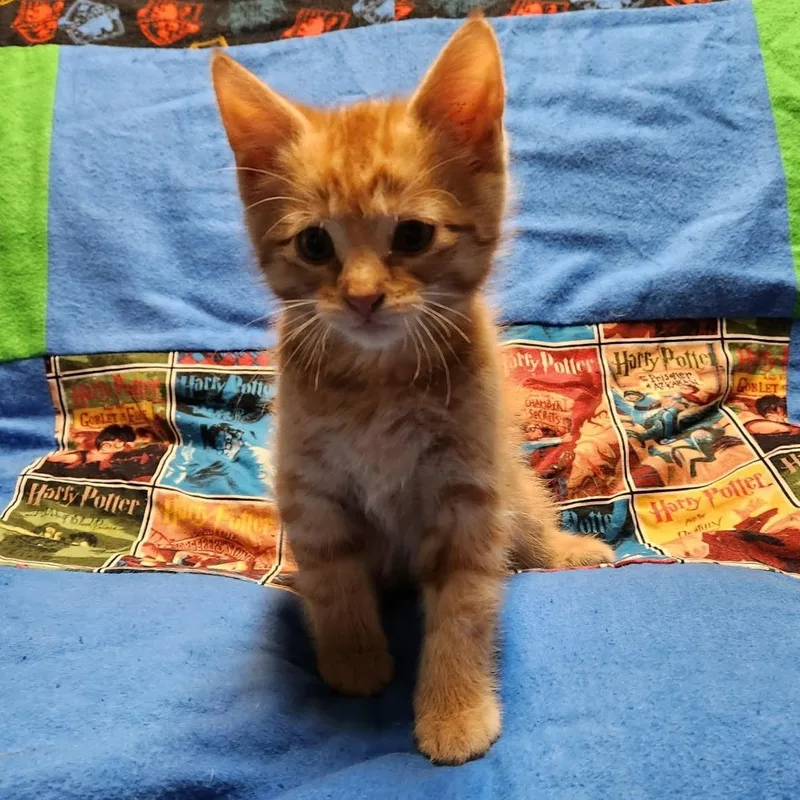 Tigger thumbnail 2