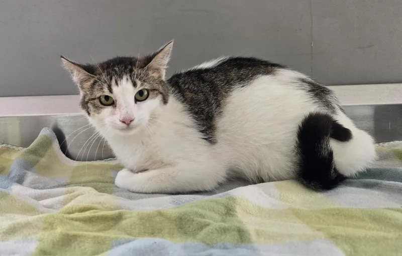 An adult medium-sized female Domestic Short Hair cat named Precious for adoption in Dickson, TN