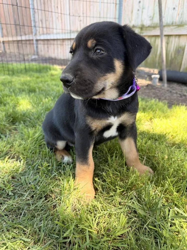 A baby large-sized female Tricolor (Brown, Black, & White) Doberman Pinscher dog named Tesla for adoption in Pleasant Hill, CA
