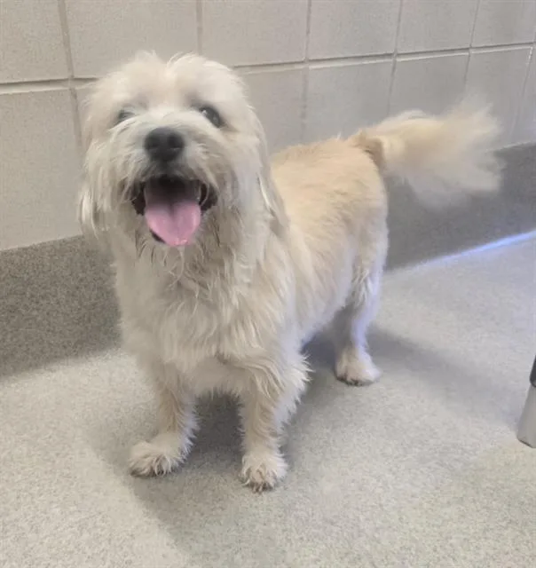 An adult small-sized male Lhasa Apso dog named Chewy for adoption in Auburn, CA