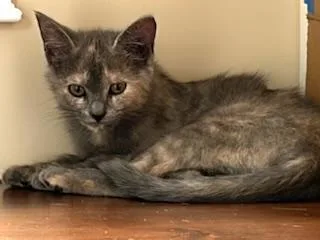 A baby small-sized female Dilute Tortoiseshell Domestic Short Hair cat named Sage for adoption in Belmont, NC