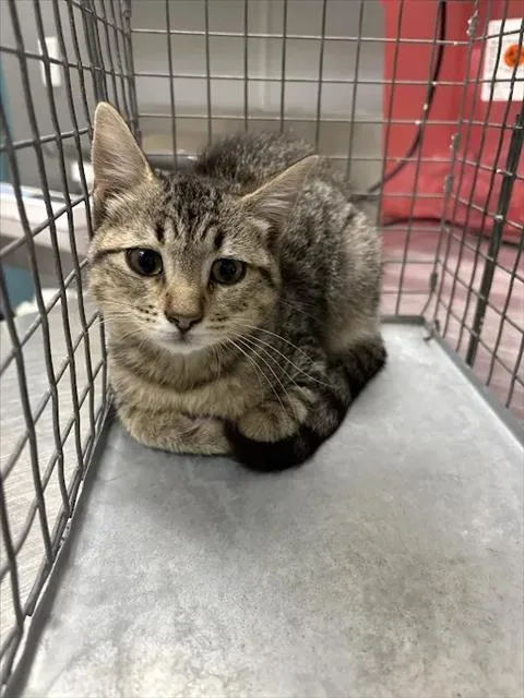 A baby medium-sized male Domestic Short Hair cat named Cherry Pie for adoption in Las Vegas, NV
