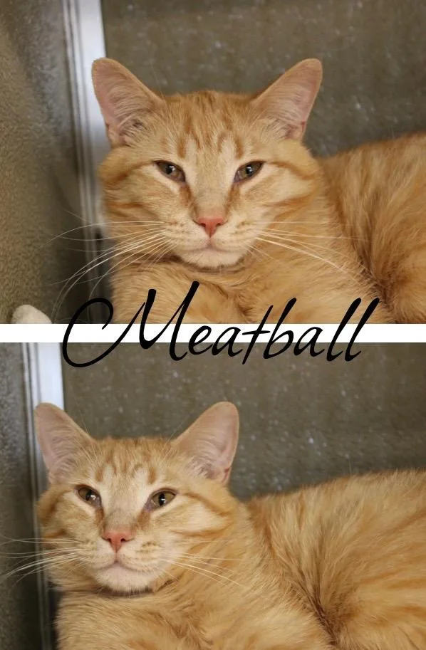 A baby small-sized male Domestic Short Hair cat named Meatball for adoption in Pierceton, IN