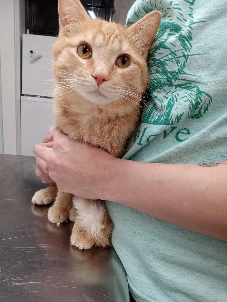 Meatball thumbnail 2