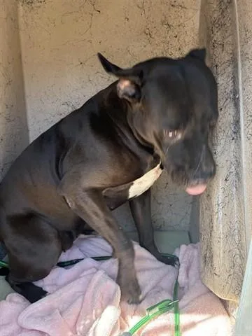An adult large-sized female Pit Bull Terrier dog named Raven for adoption in Salinas, CA