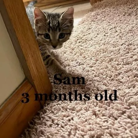 A baby small-sized female Domestic Medium Hair cat named Sam C for adoption in Princeton, MN