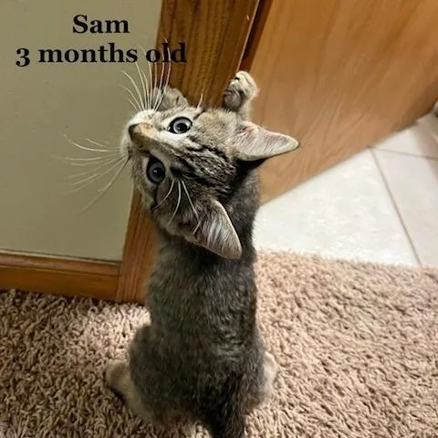 Sam C thumbnail 5