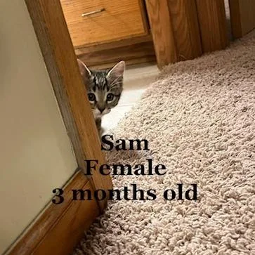 Sam C thumbnail 6