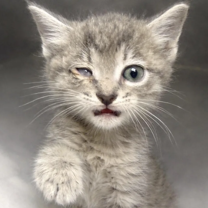 A baby small-sized male Gray / Blue / Silver Domestic Short Hair cat named Greybie for adoption in Blairsville, GA