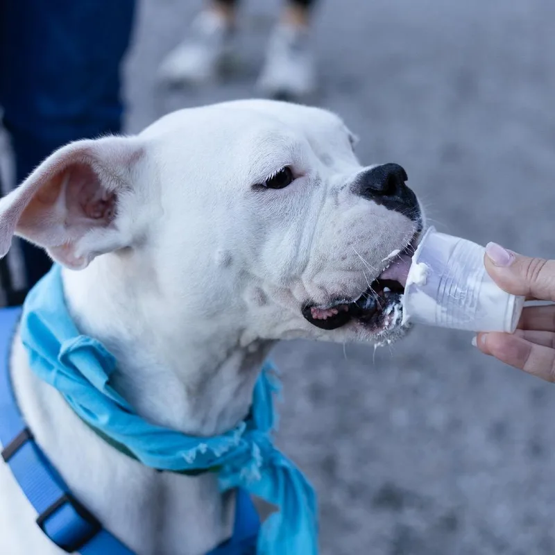 An adult medium-sized female Boxer dog named Zola for adoption in Evansville, IN