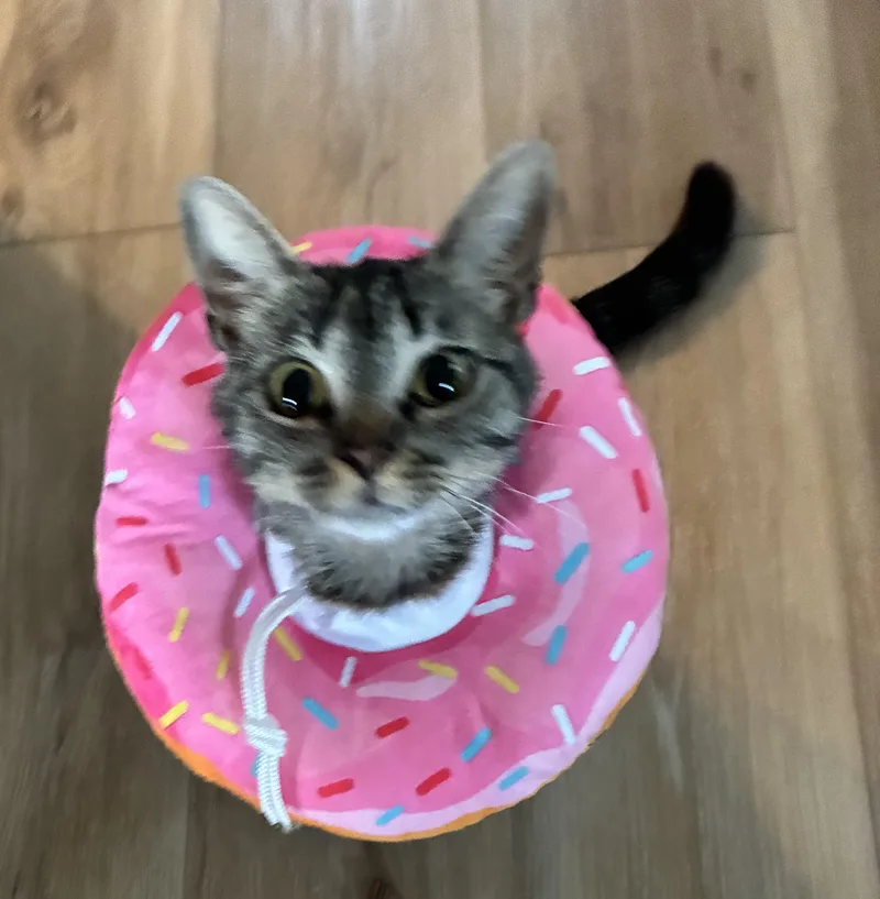 Nugget — Your New